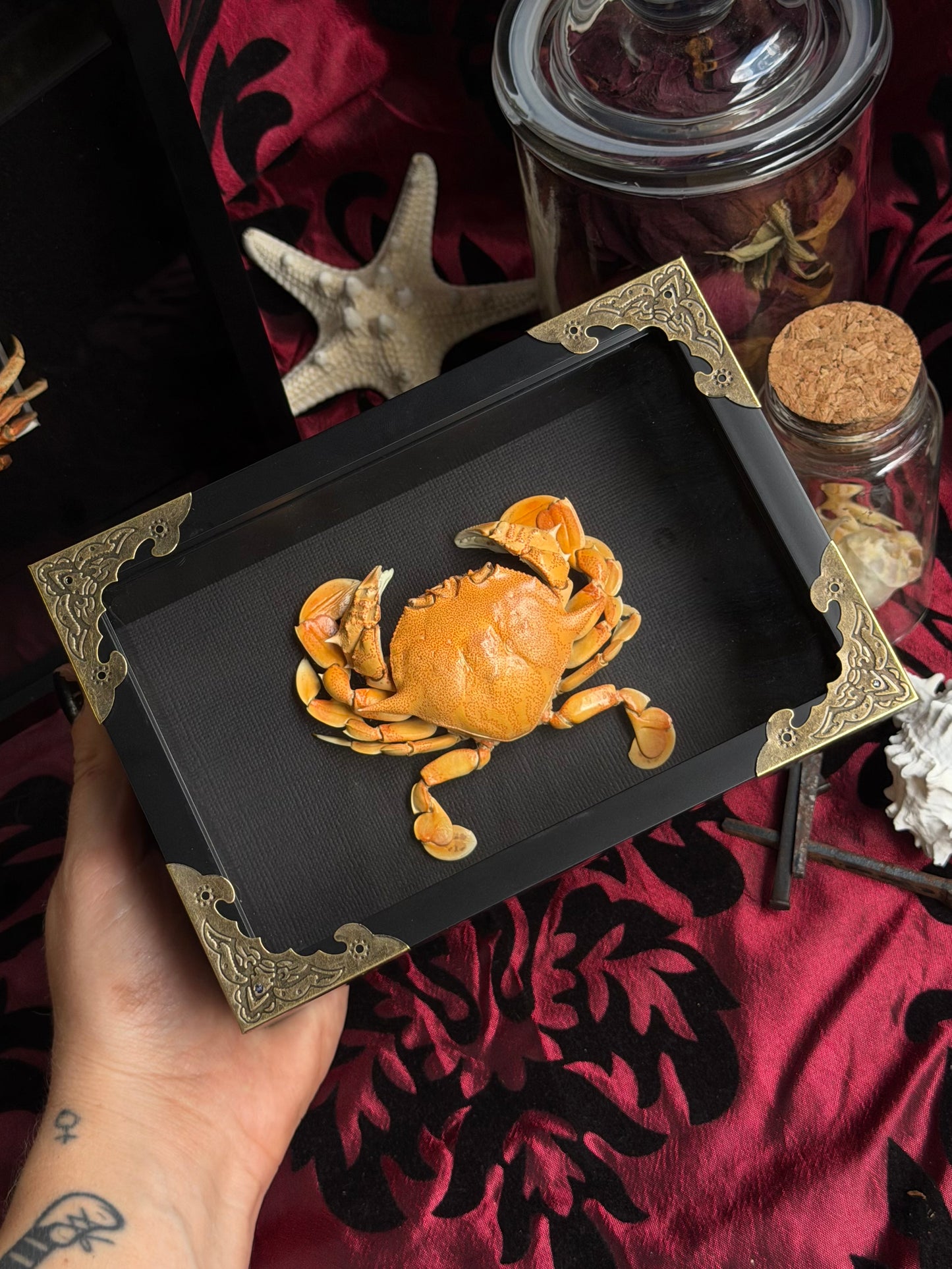 MOON CRAB - Matuta victor Framed Specimen