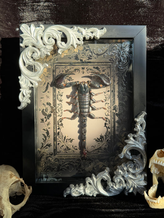 Forest Scorpion - Genus Heterometrus Frames Specimen