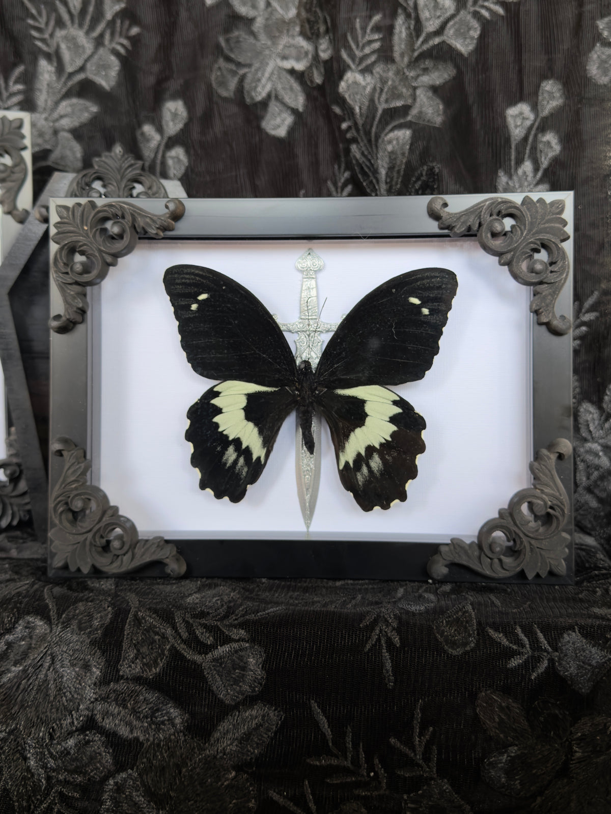 DARK KNIGHT - Mother of Hades Butterfly Frame