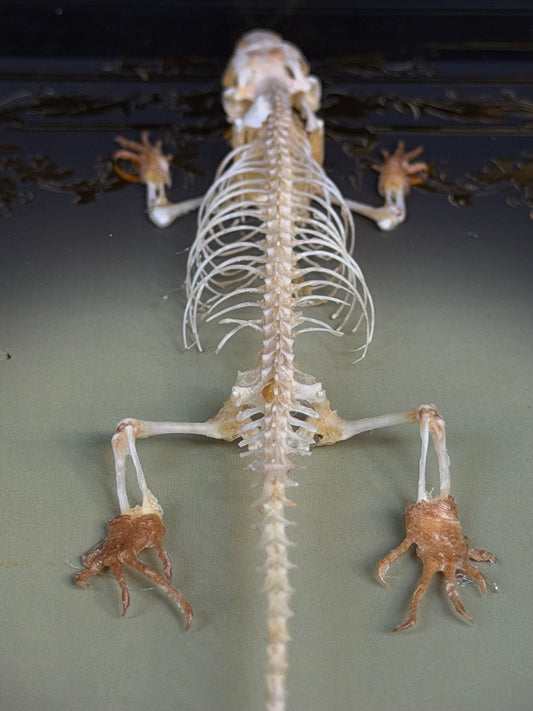 Indian Brown Skink Skeleton - Eutropis multifasciata Framed specimen