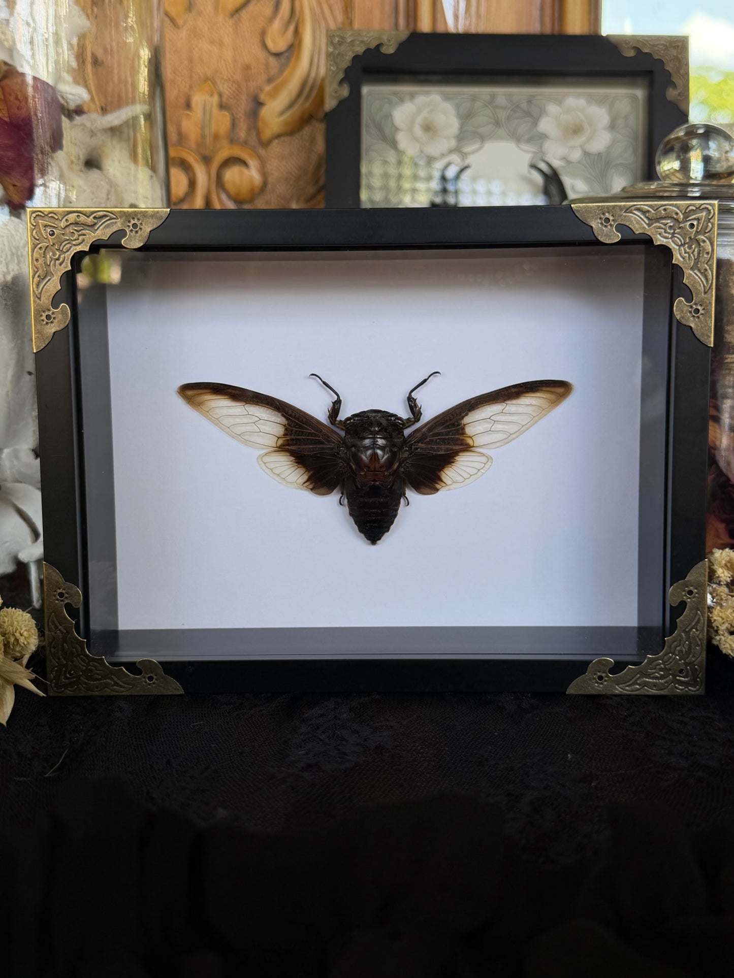 Batwing Cicada Cryptotympana aquila, Framed Specimen