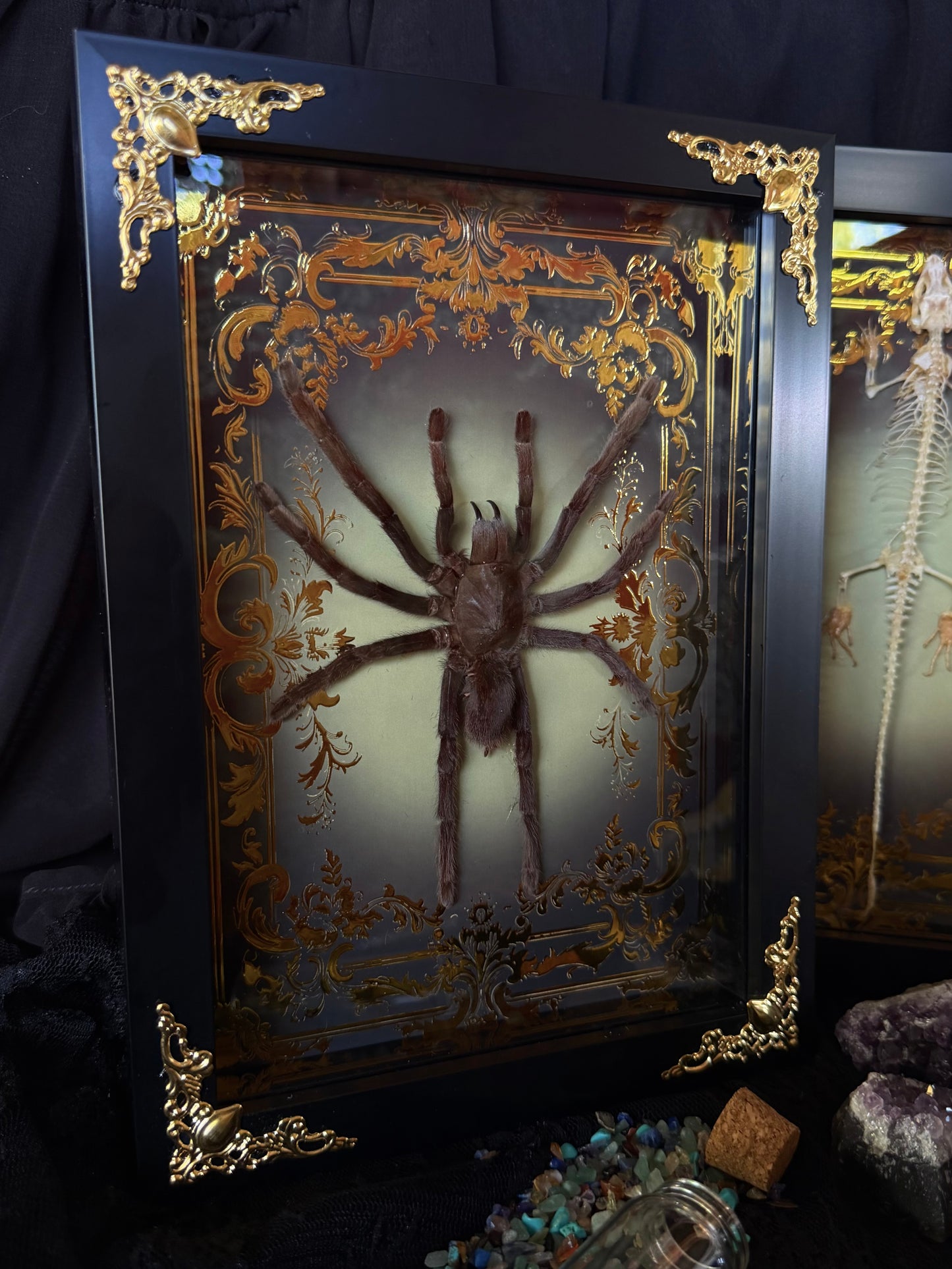 Javan Yellow-kneed Tarantula- Selenocosmia dolichoplectra Framed specimen