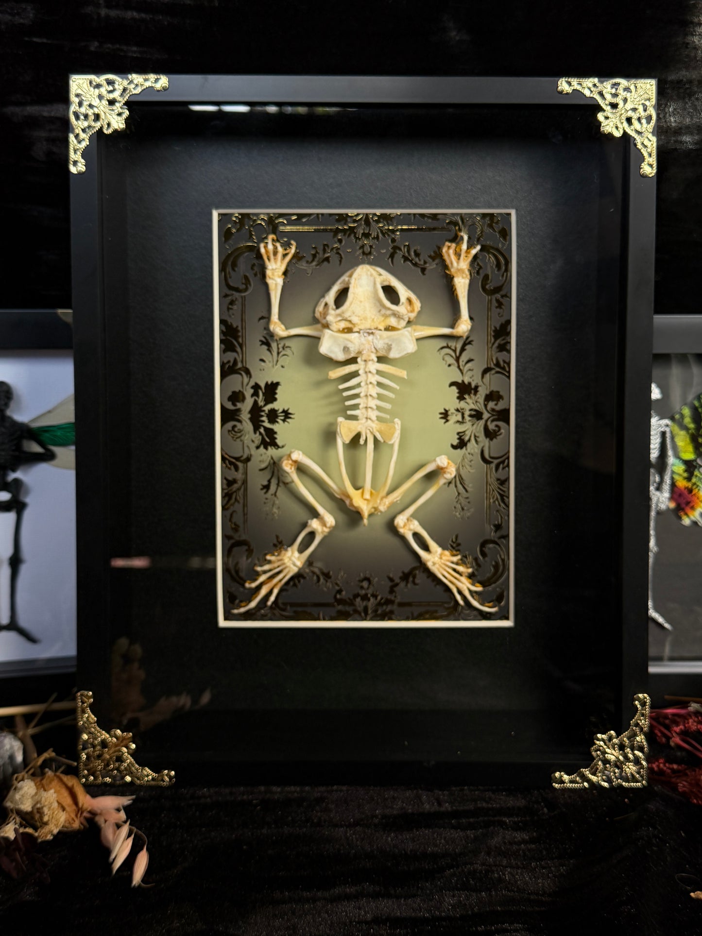 Asian Common Toad Skeleton Cathedral - Duttaphrynus melanostictus Framed Specimen
