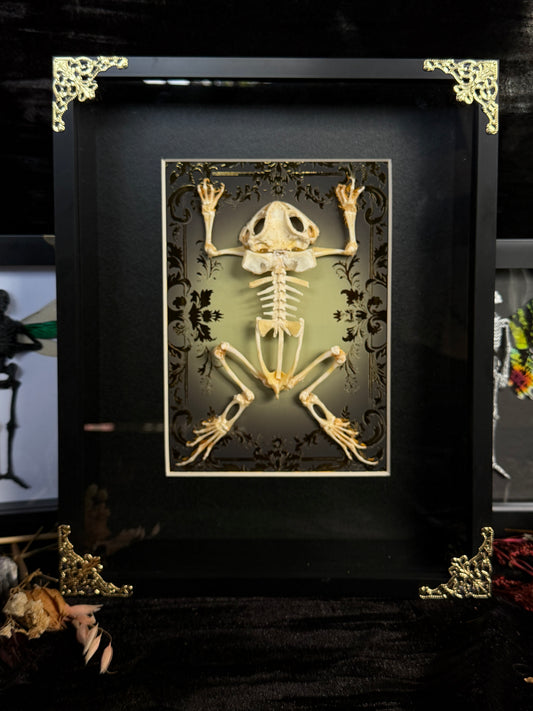 Asian Common Toad Skeleton Cathedral - Duttaphrynus melanostictus Framed Specimen
