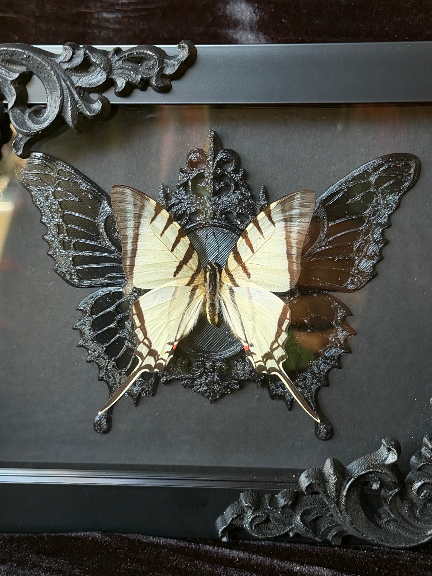 WHITE SWALLOWTAIL BUTTERFLY- Framed Specimen