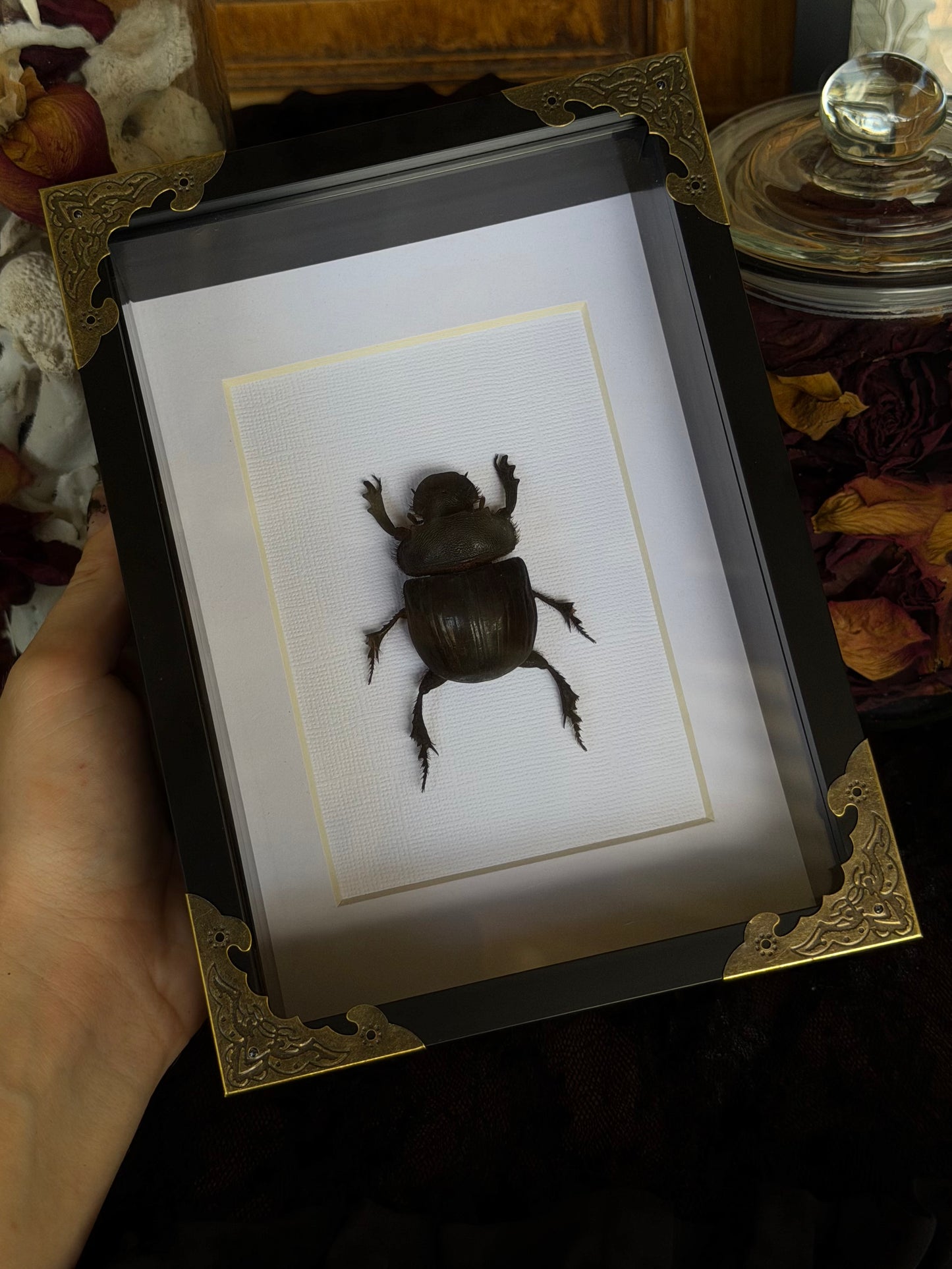Elephant Dung Beetle Heliocopris bucephalus Framed Specimen
