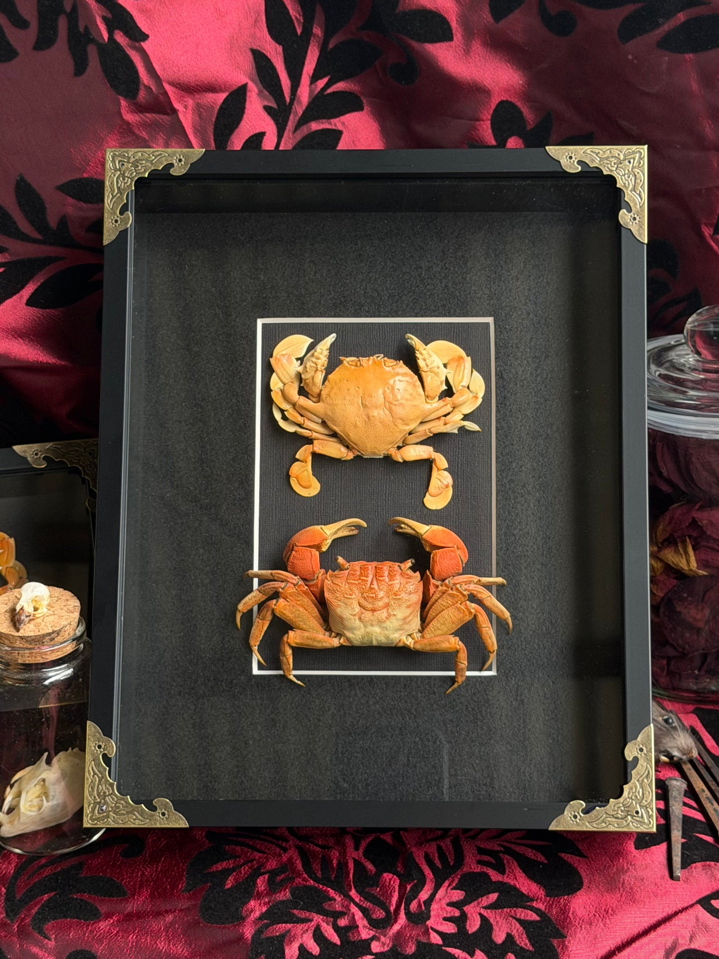 CRAB DUO - Moon crab & Mangrove crab A4 Framed Specimen