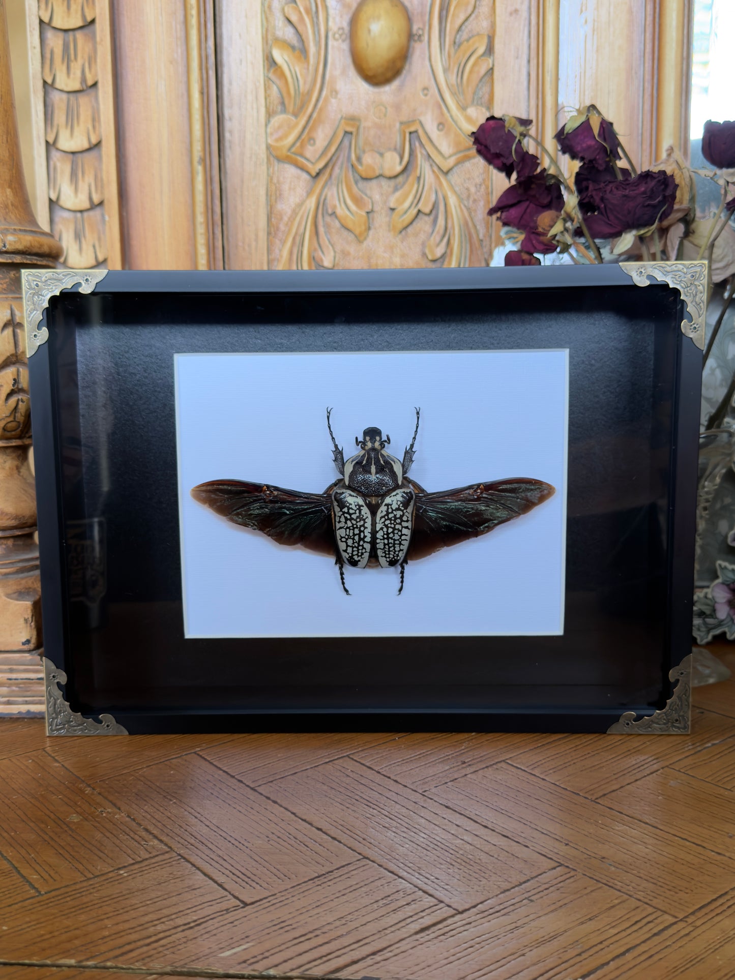 GOLIATH BEETLE Goliathus orientalis Framed Specimen