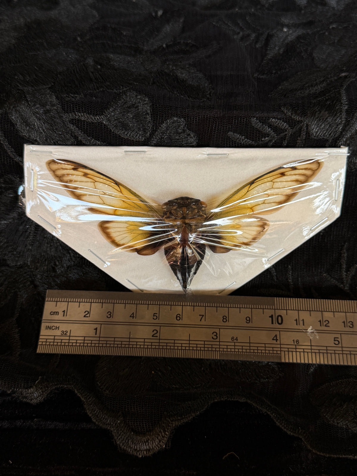 WONDERFUL WINGS - destash pack