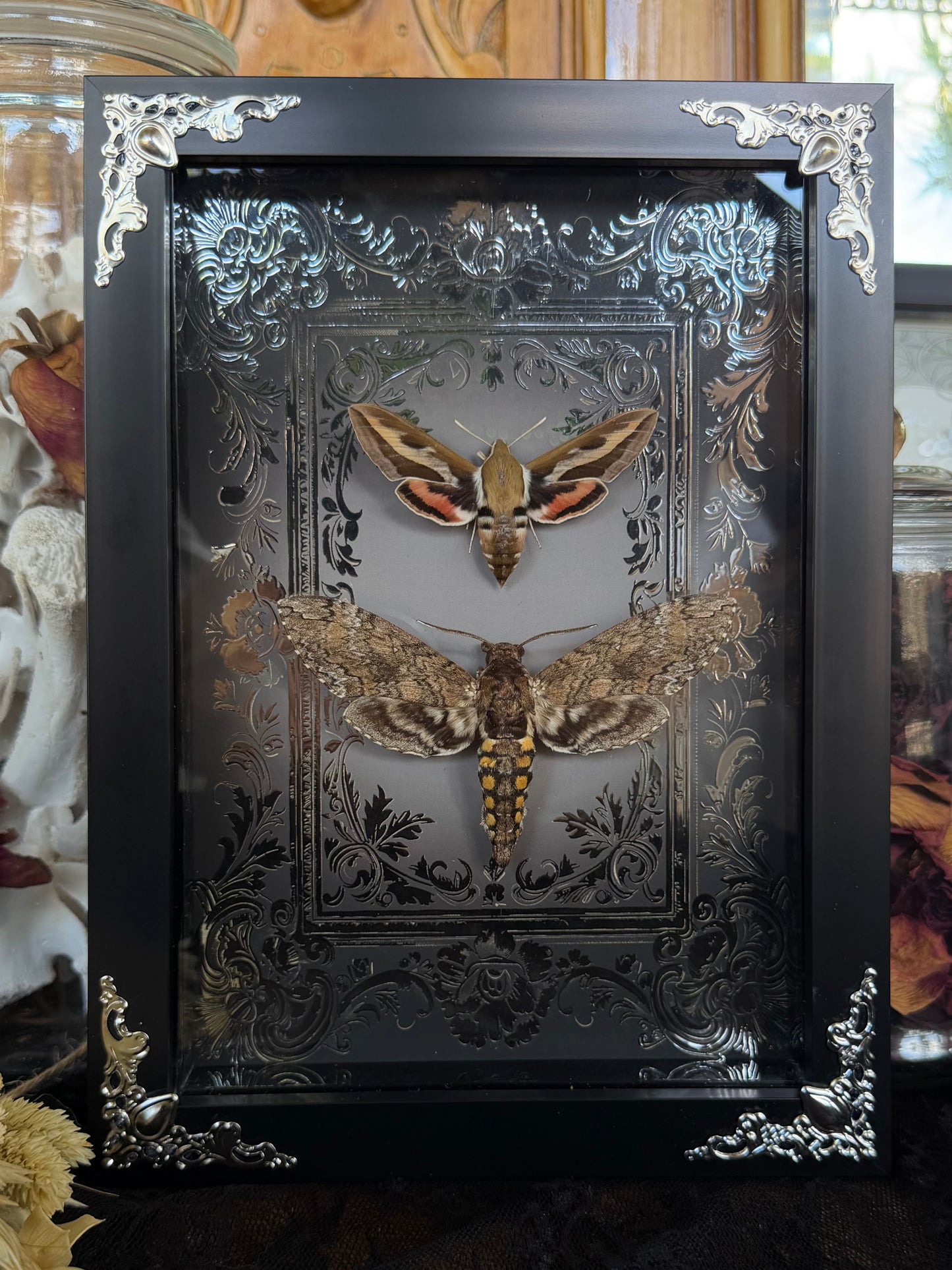 MOTH DUO Hawk Moths Hyles Gallii & Mansuca SP. Framed Specimen