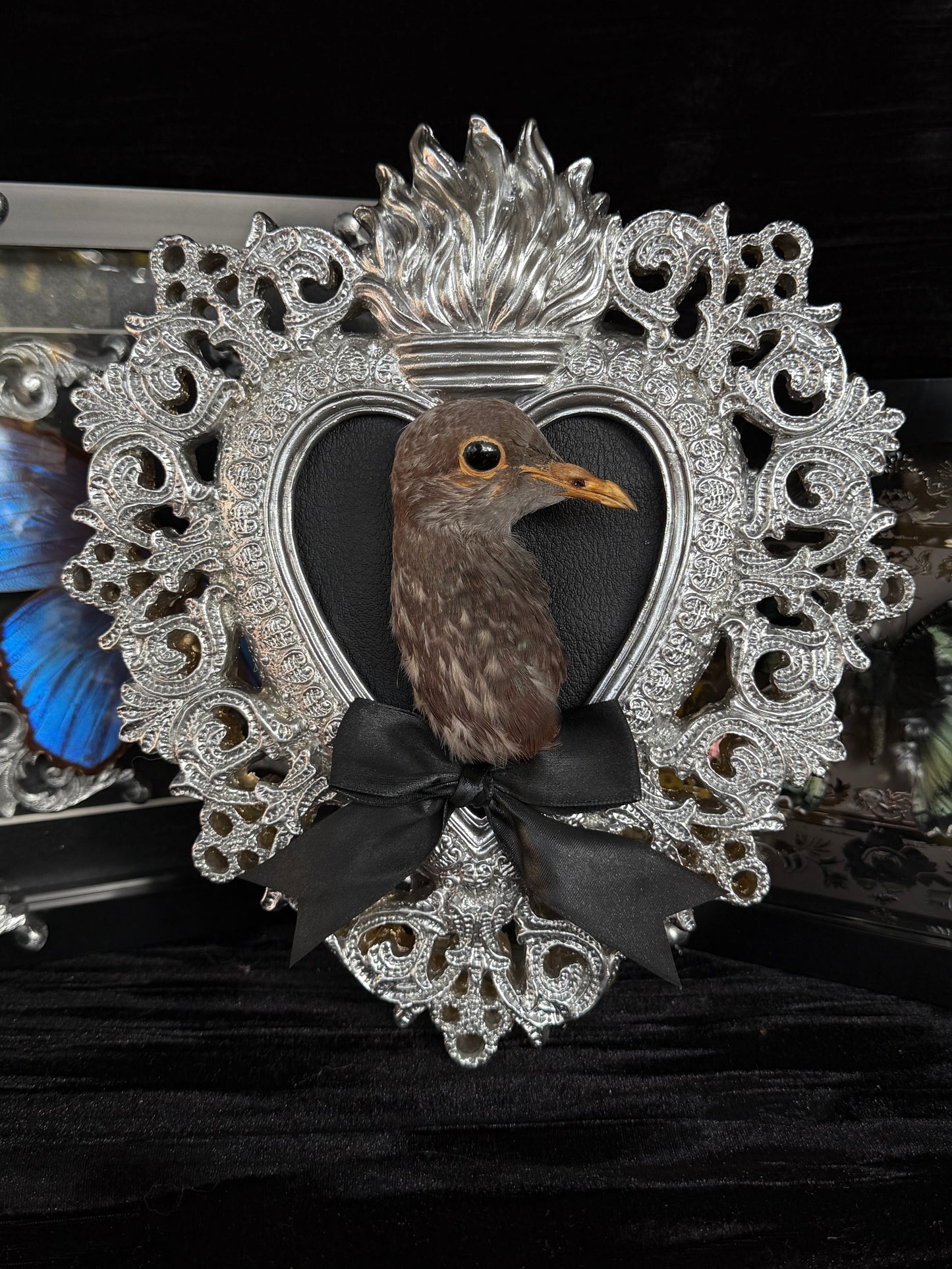 PIGEON HEAD - Mother of Hades Silver Heart Open Display Frame