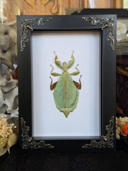 Leaf Insect Phyllium nisus 4x6” Framed Specimen