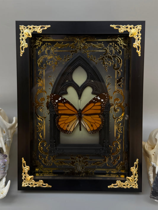 MONARCH BUTTERFLY - Danaus Plexippus Framed Specimen