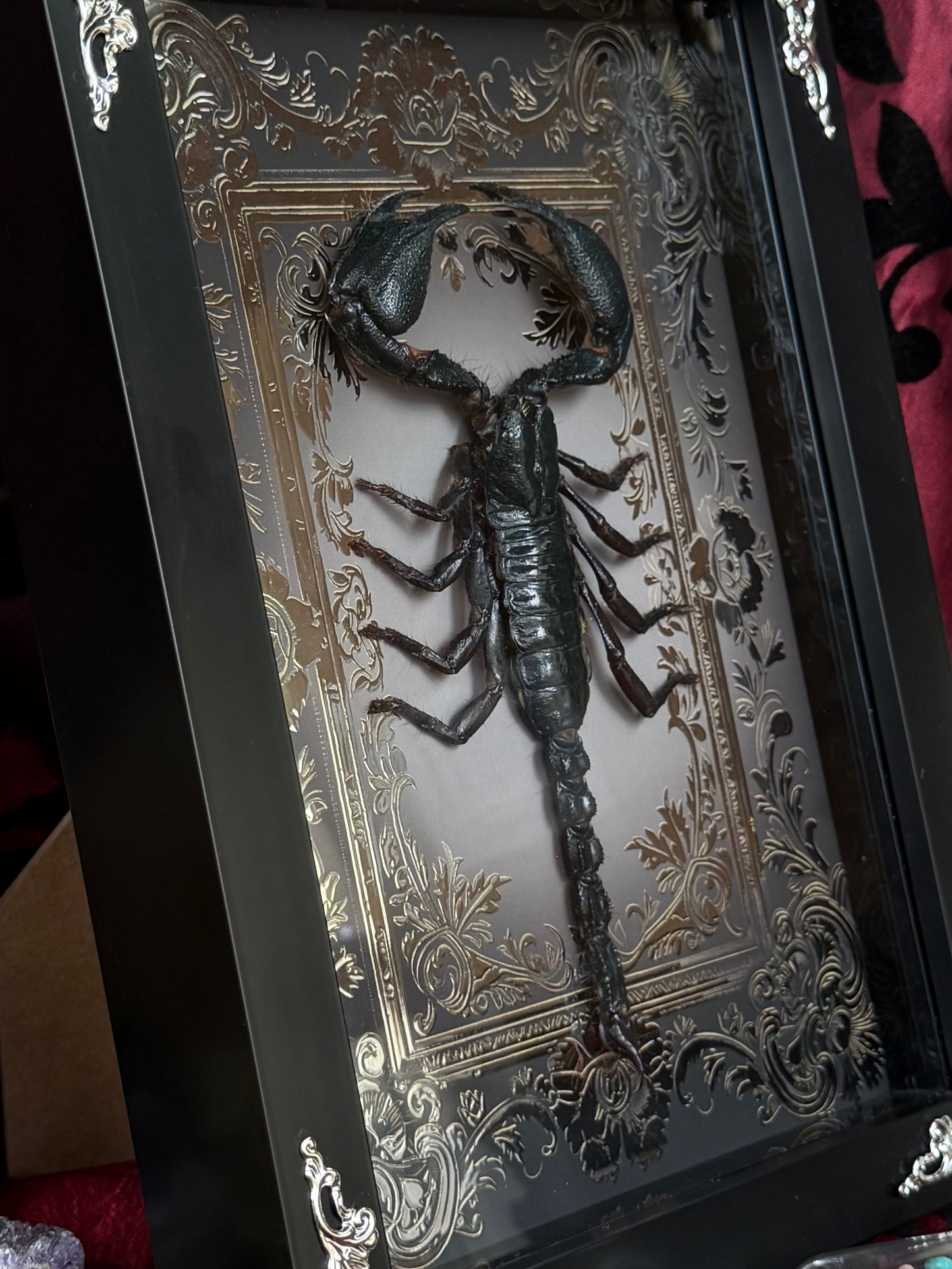 Forest Scorpion - Genus Heterometrus Frames Specimen (SILVER)