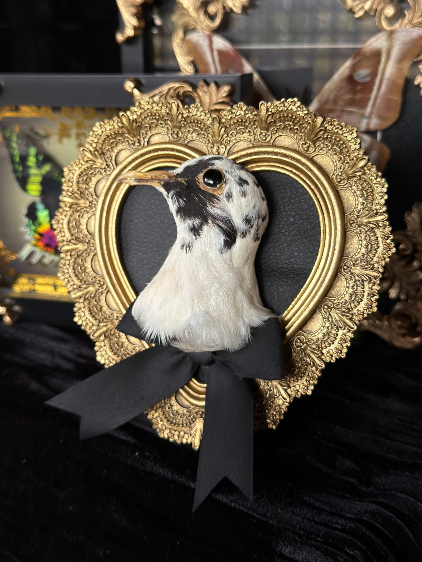 PIGEON HEAD - Mother of Hades Small Gold Heart Open Display Frame