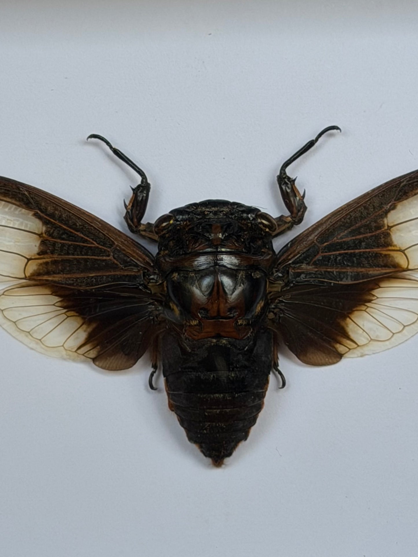 Batwing Cicada Cryptotympana aquila, Framed Specimen