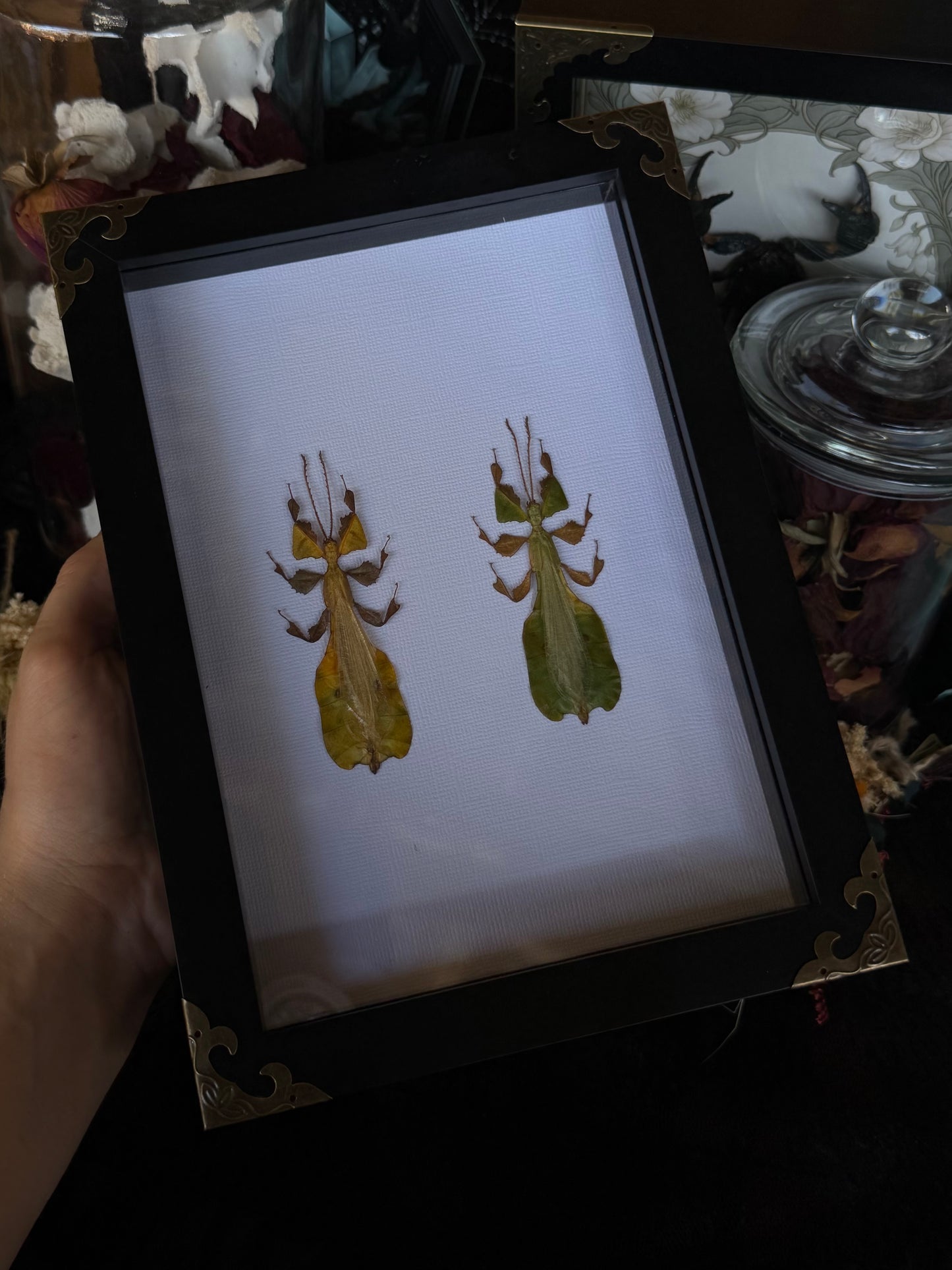 Leaf Bug DUO Pulchriphyllium Pulchrifolium Framed Specimen