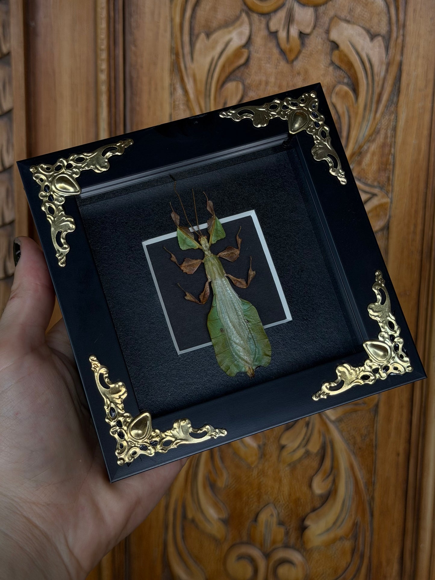 Leaf Insect Phyllium nisus 4x4” Framed Specimen