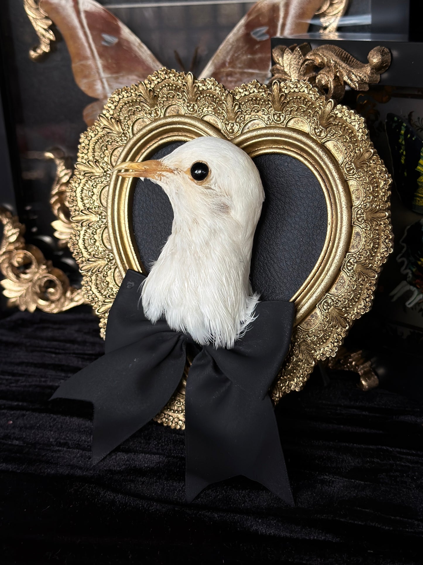 PIGEON HEAD - Mother of Hades Small Gold Heart Open Display Frame