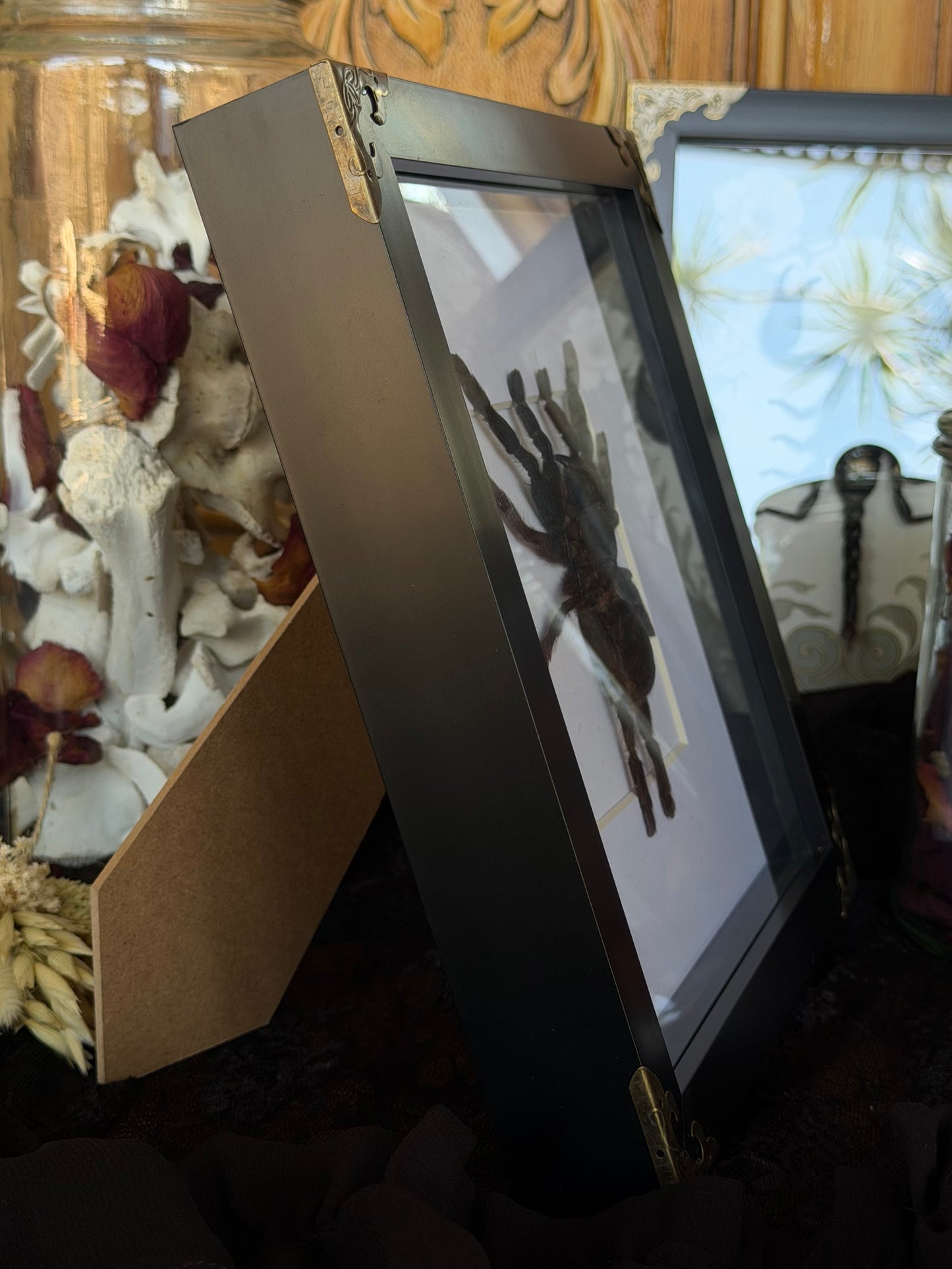 Javan Yellow-kneed Tarantula- Selenocosmia dolichoplectra Framed Specimen