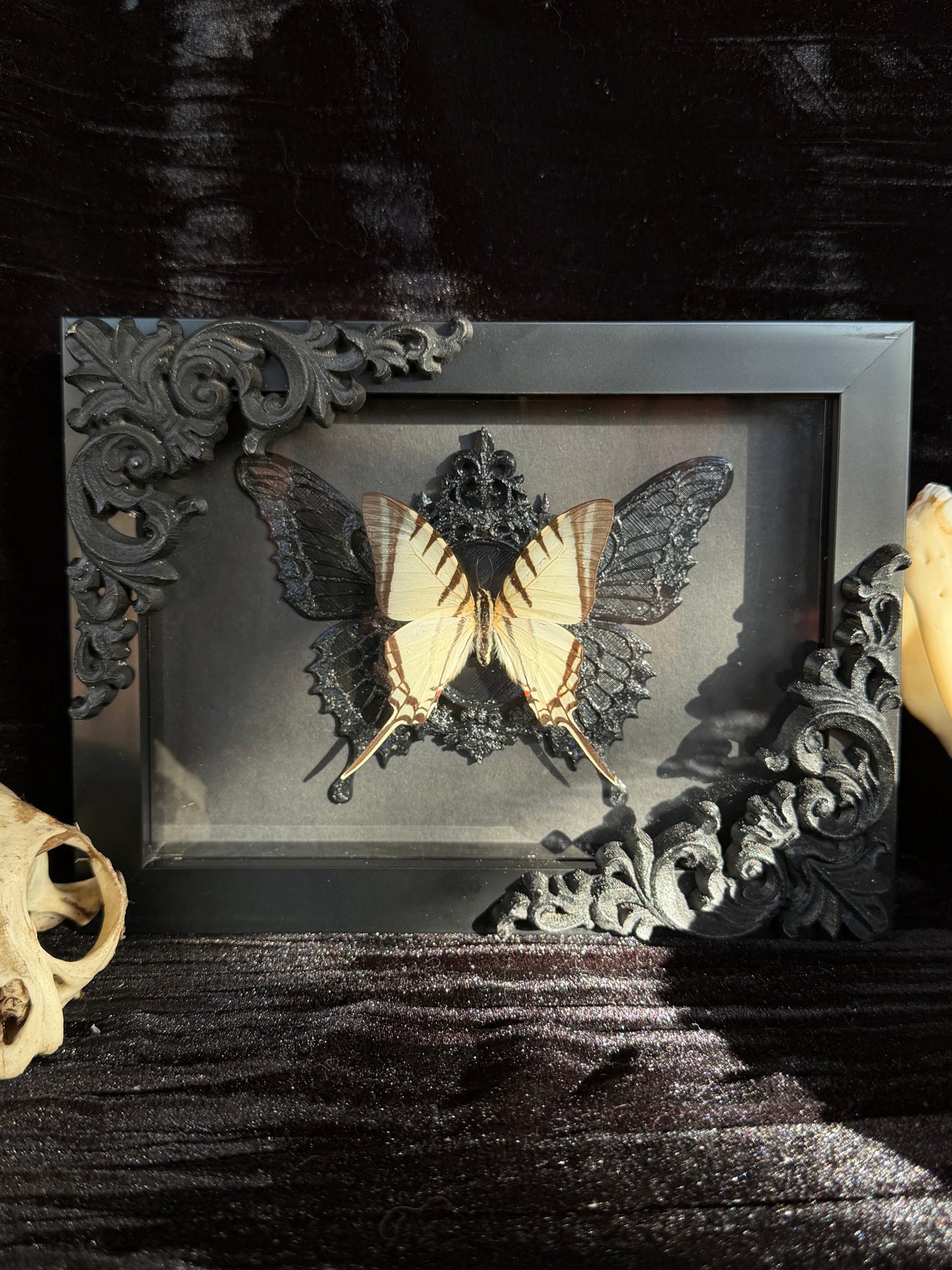 WHITE SWALLOWTAIL BUTTERFLY- Framed Specimen