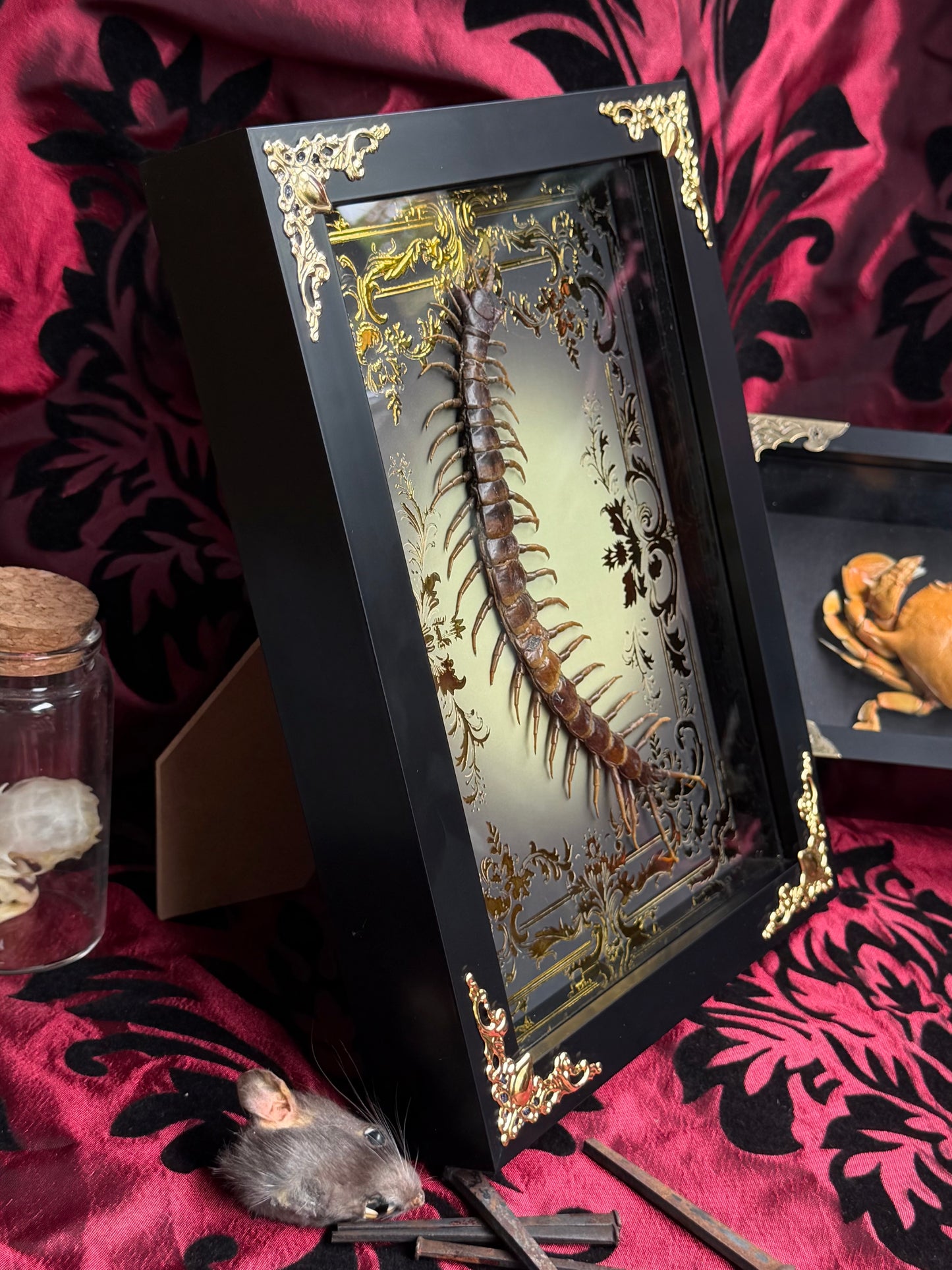 Centipede - Scolipendra Piceoflava Framed Specimen