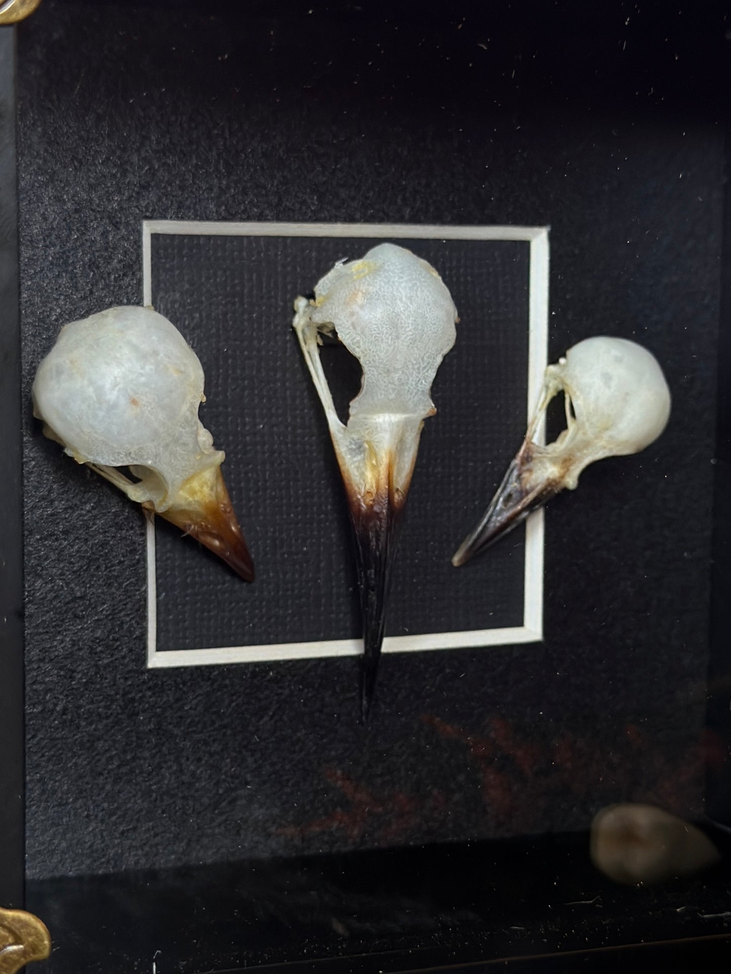 BIRD SKULL TRIO - Bird Skull Variation Frame