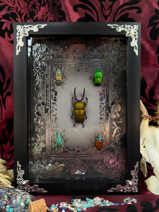 Jewel Beetle Set Framed Specimens (SILVER) - names in description