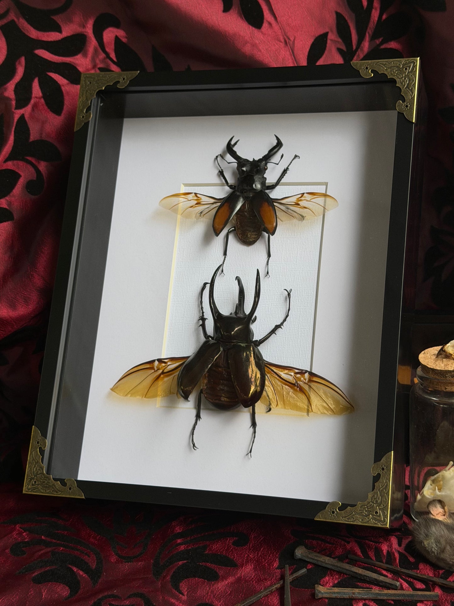 BEETLE DUO - Stag Beetle & Atlas beetle Frames Specimen