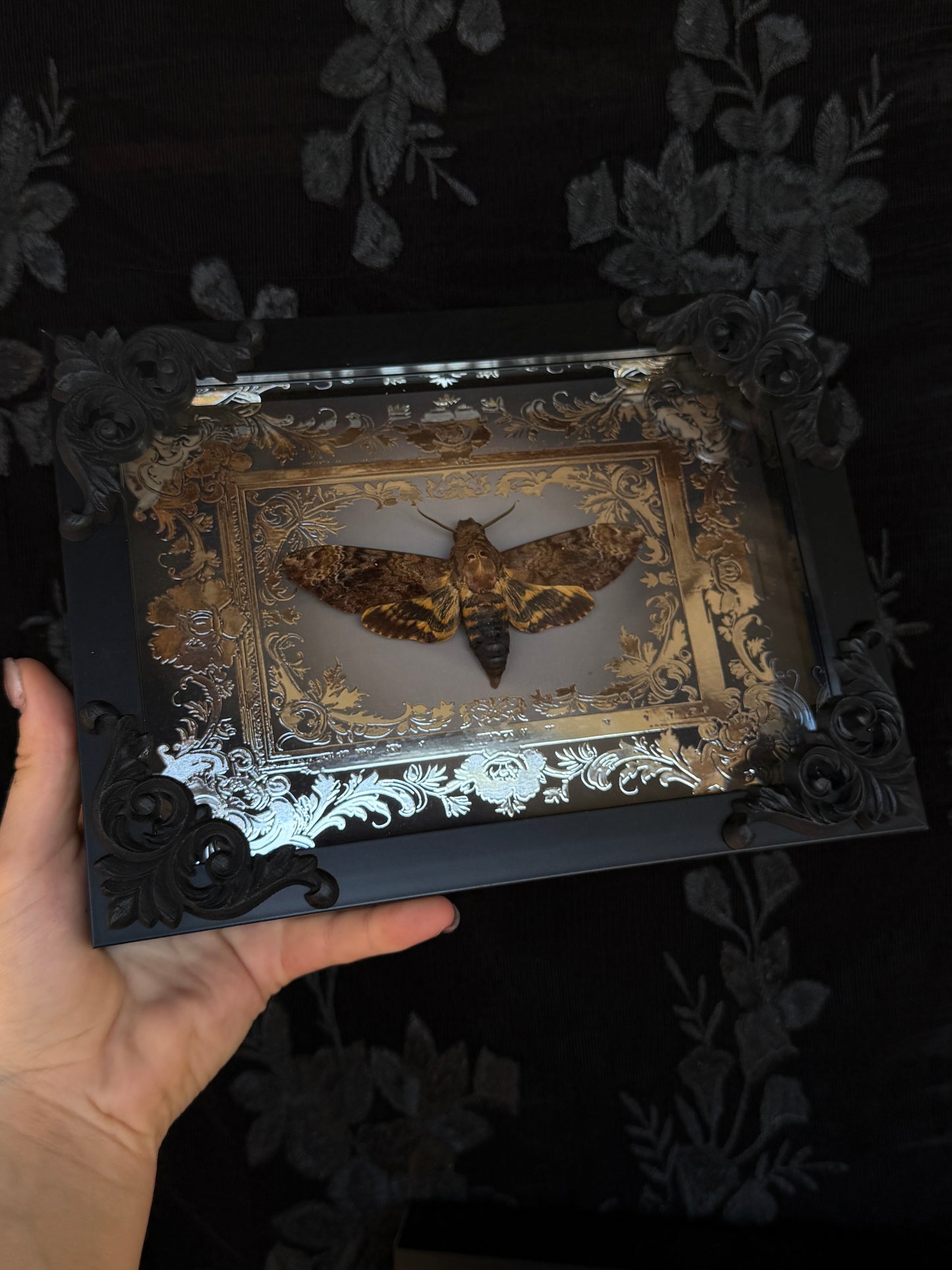 DEATH HEAD MOTH -  Mother of Hades Framed Specimen