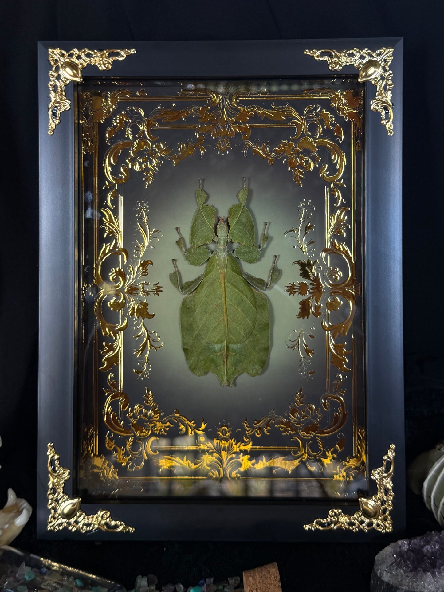 Leaf Bug Pulchriphyllium Pulchrifolium Framed Specimen