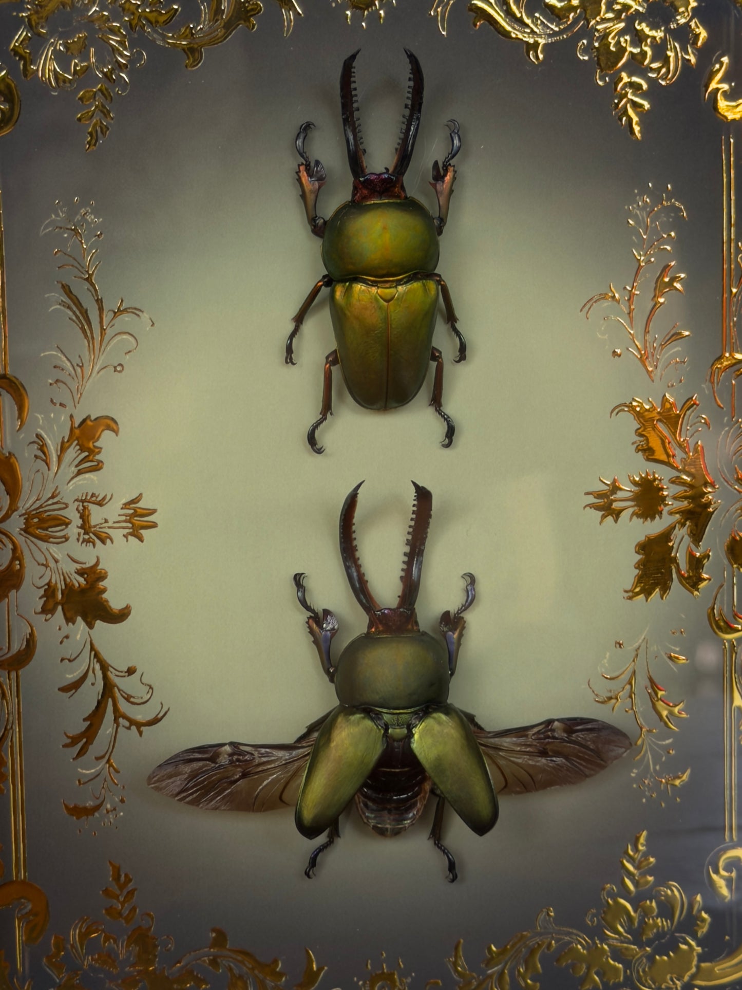 BEETLE DUO Golden Stag Beetle Lamprima aurata Framed Specimens