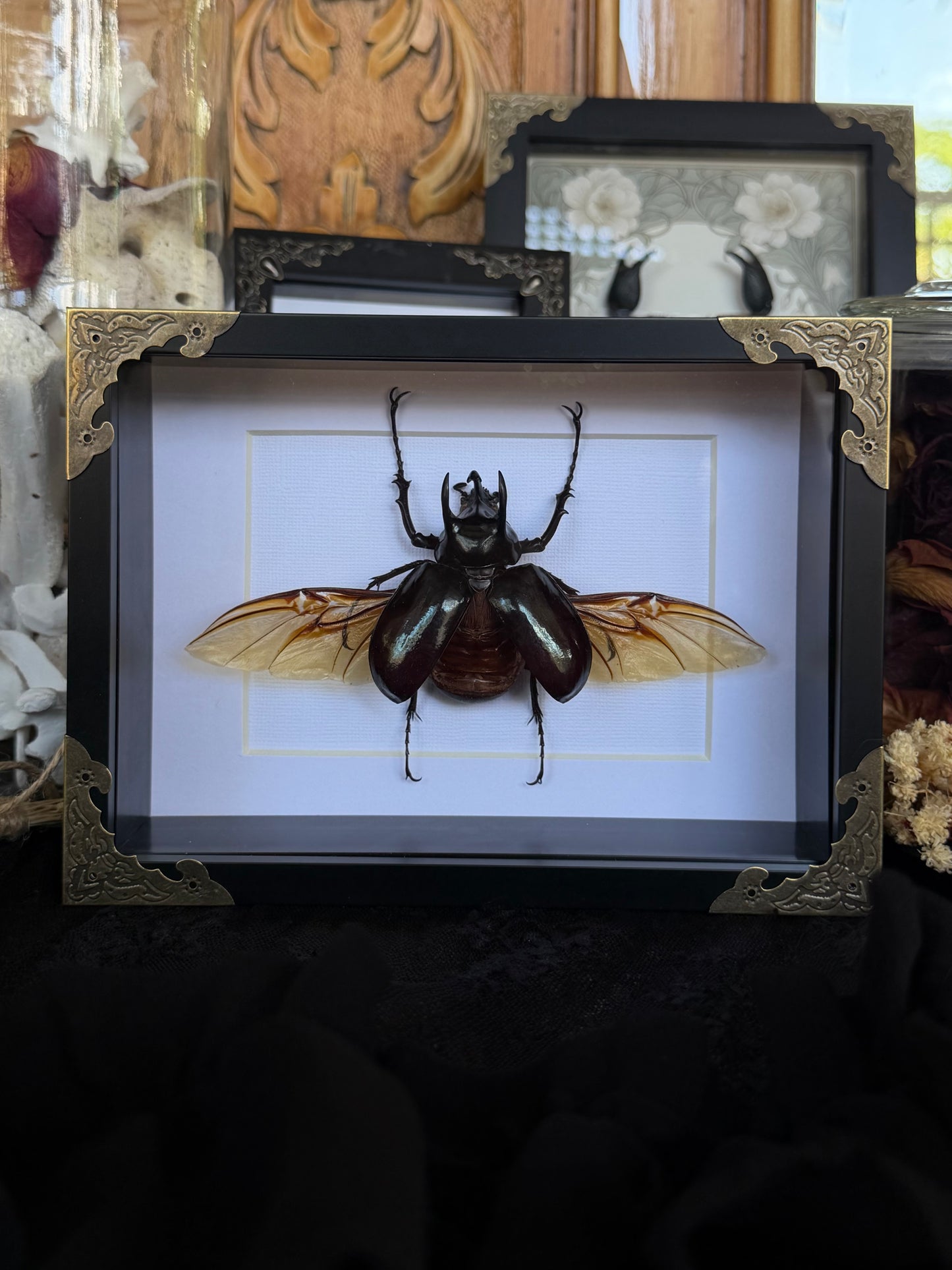 Atlas Beetle Chalcosoma atlas
Framed Specimen