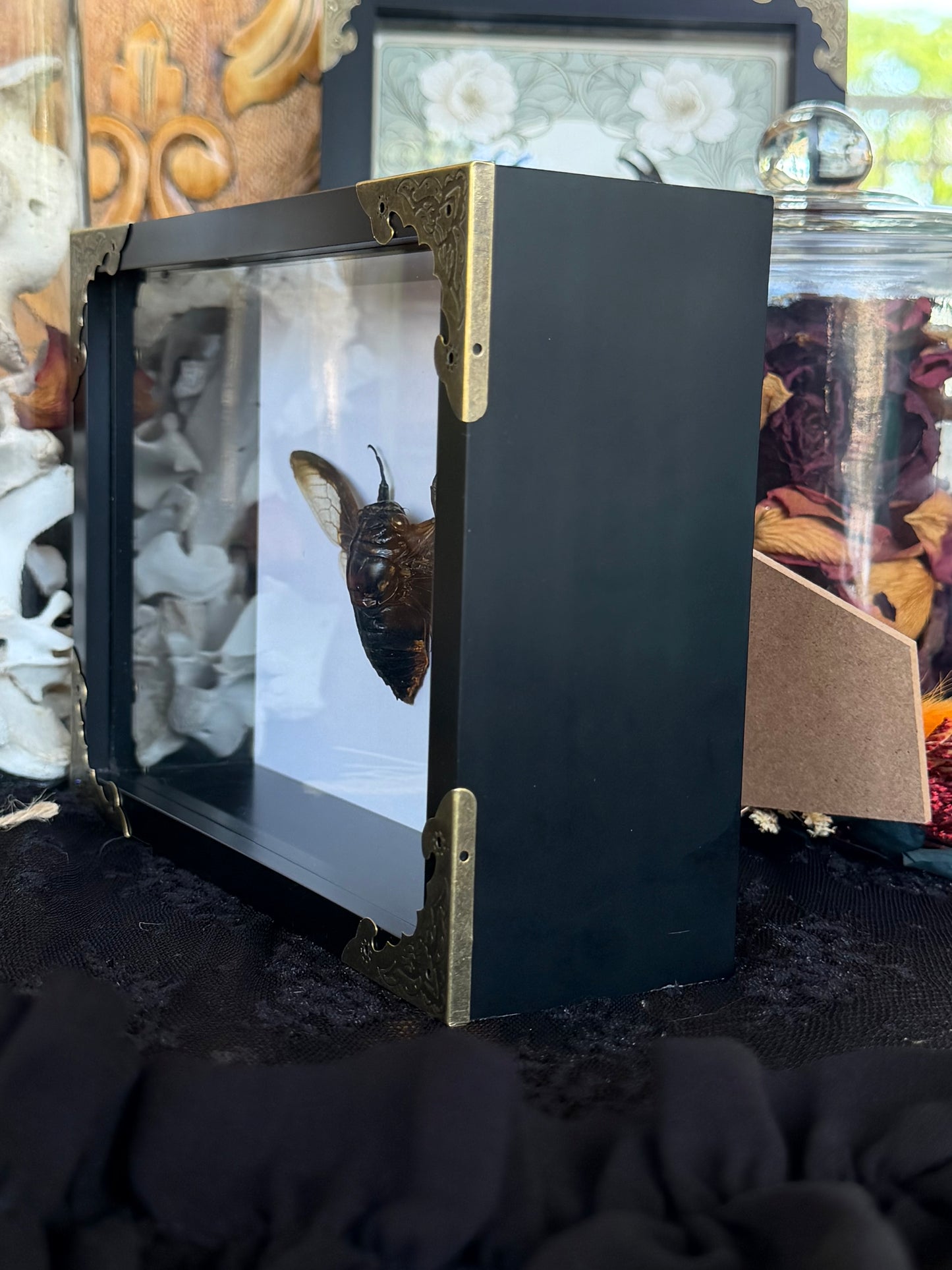 Batwing Cicada Cryptotympana aquila, Framed Specimen