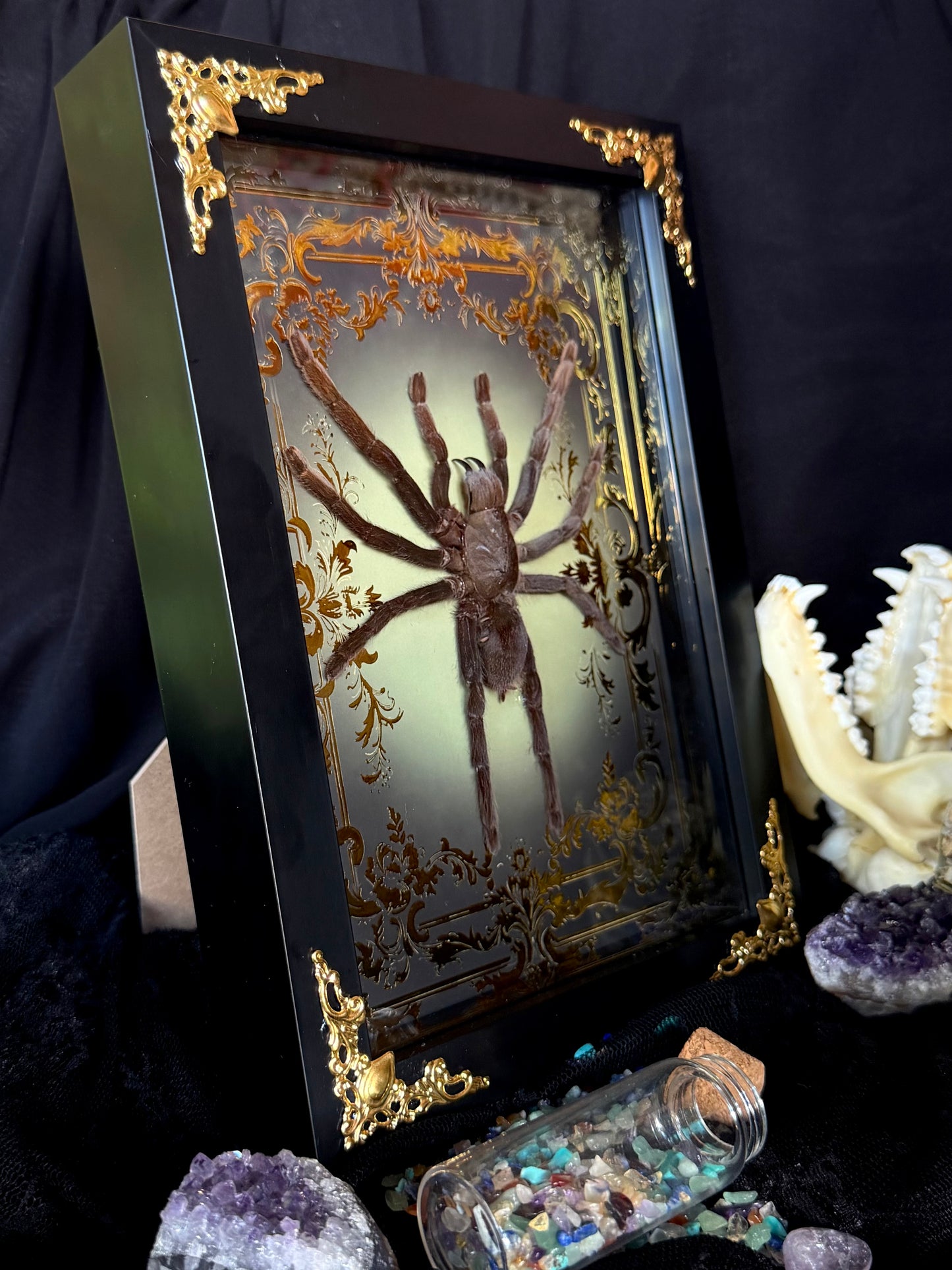 Javan Yellow-kneed Tarantula- Selenocosmia dolichoplectra Framed specimen