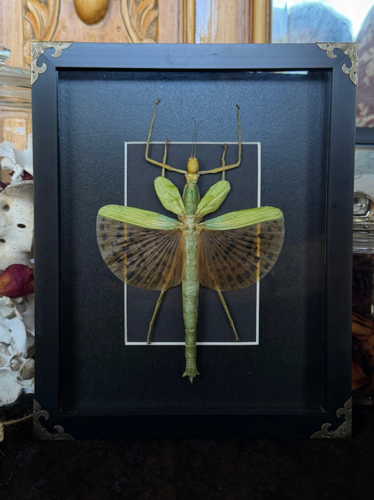 Leopard Stick Insect Paracyphocrania major, Framed Specimen