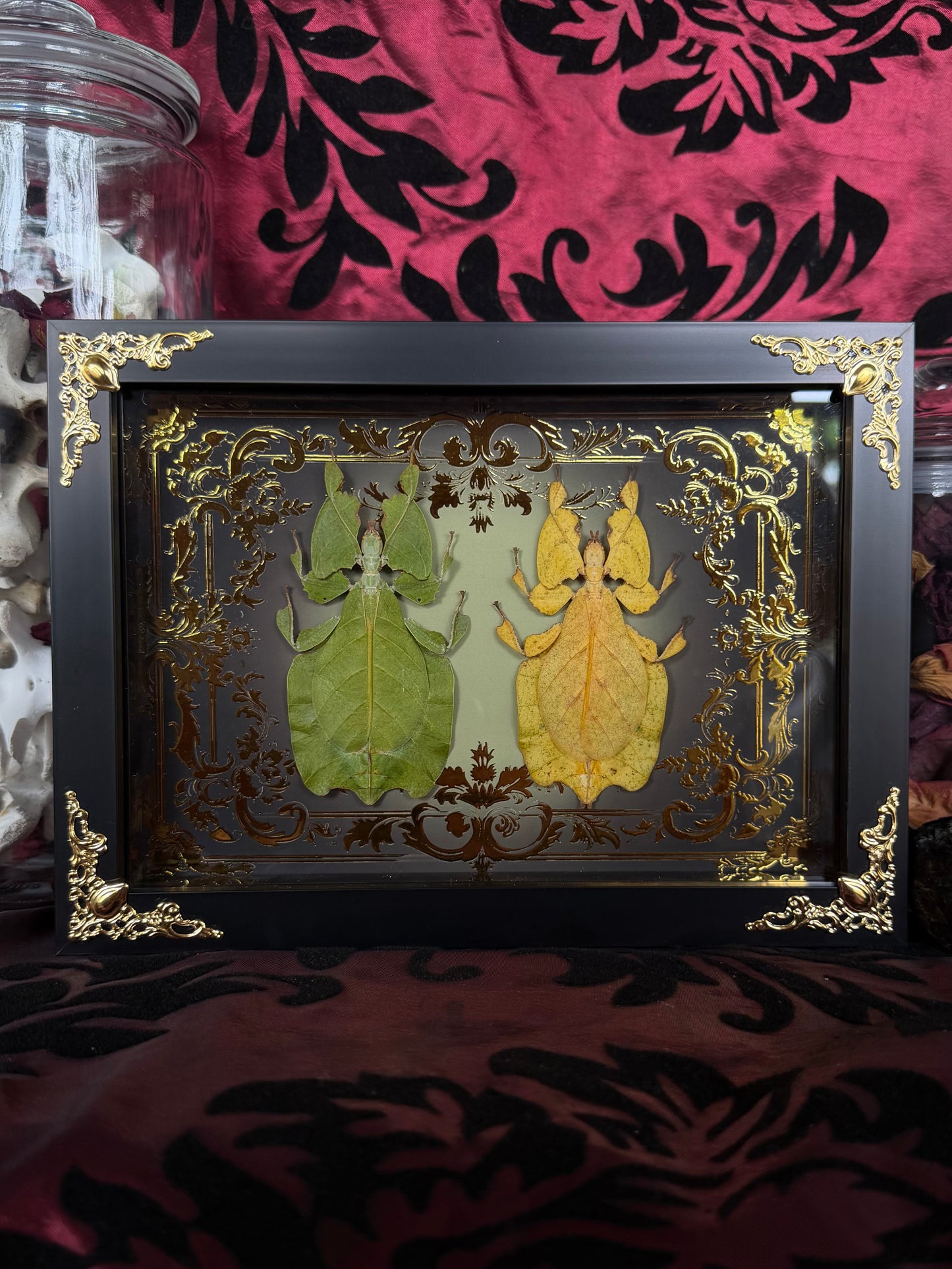 Leaf Bug DUO Pulchriphyllium Pulchrifolium Framed Specimen