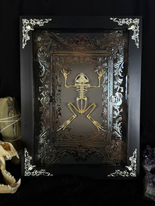 Asian Common Toad Skeleton - Duttaphrynus melanostictus Framed Specimen