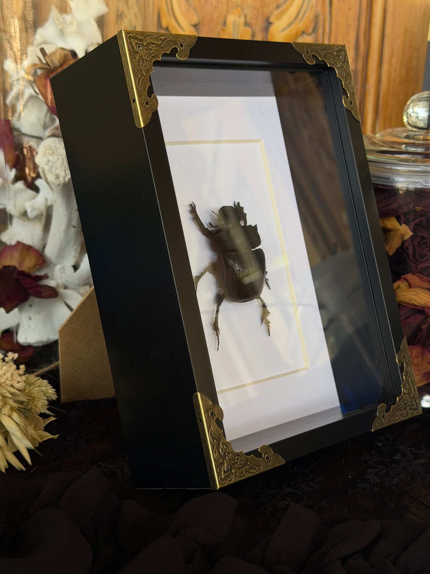 Elephant Dung Beetle Heliocopris bucephalus Framed Specimen