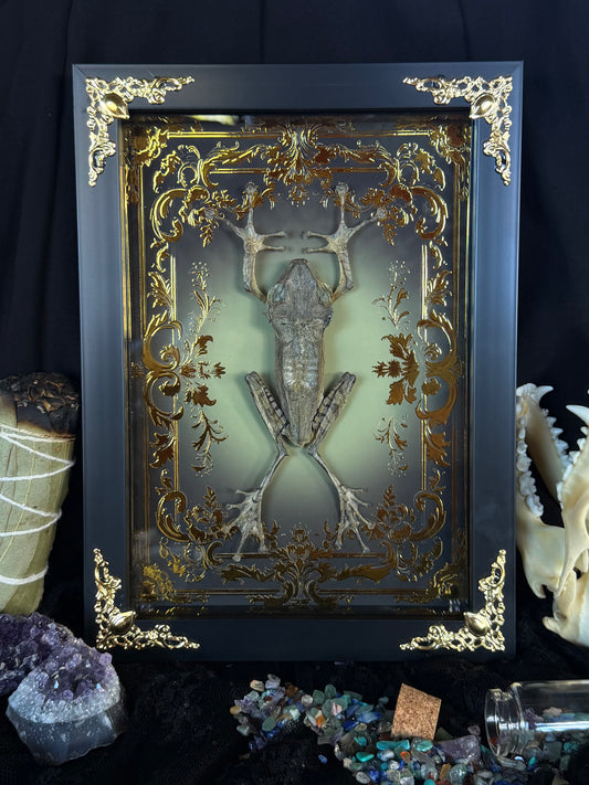 File-Eared Tree Frog - Polypedates otilophus Framed specimen