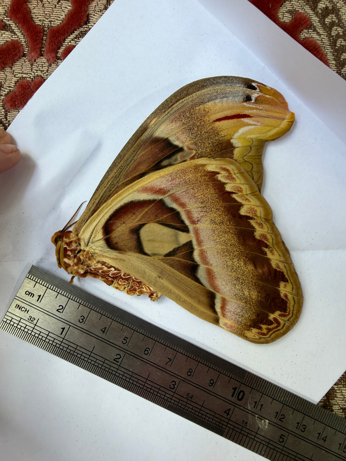 ATLAS ATTACUS - moth specimen