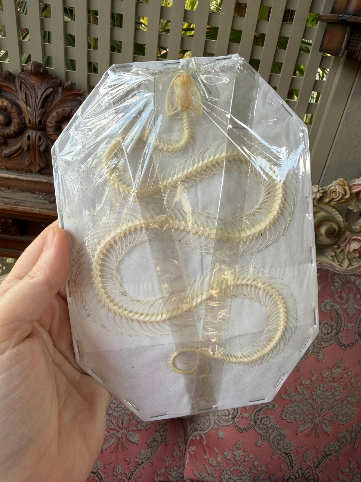 Trimeresurus albolabris - articulated skeleton