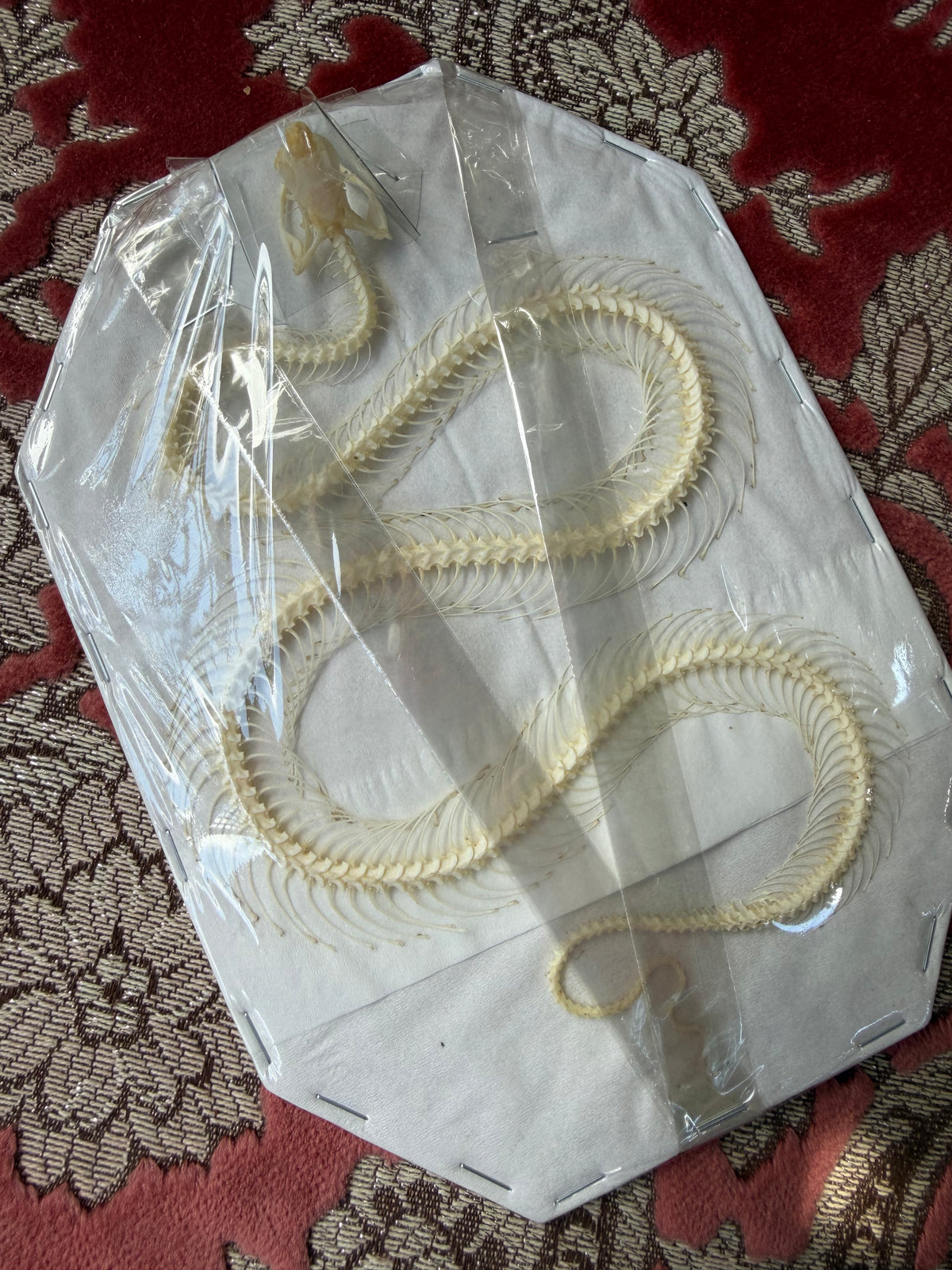 Trimeresurus albolabris - articulated skeleton
