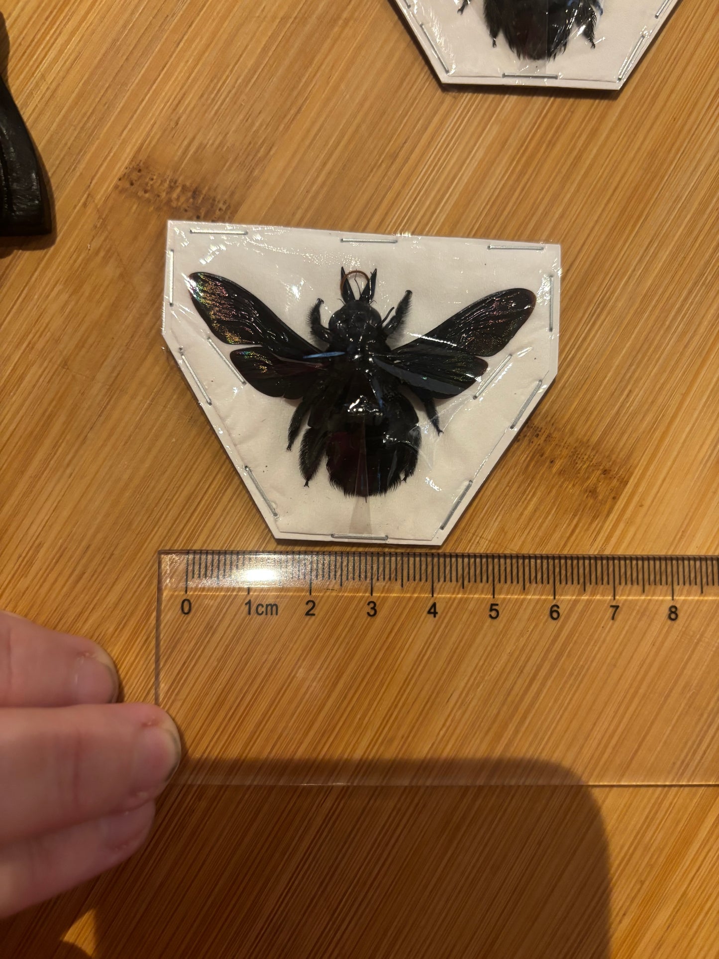 Xylocopa latipes -  GIANT Carpenter bee trio (3) specimens