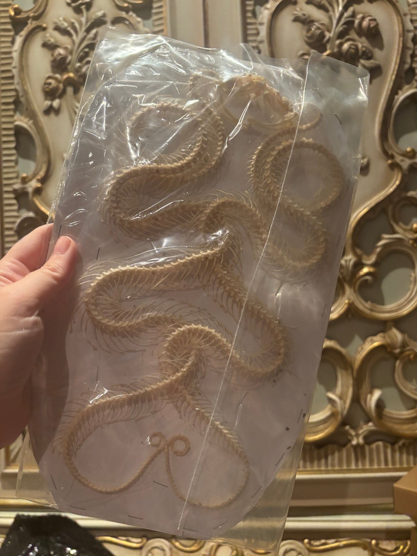 DOUBLE White-lipped Pit Viper Snake Skeleton-Trimeresurus albolabris specimen