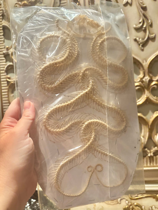 DOUBLE White-lipped Pit Viper Snake Skeleton-Trimeresurus albolabris specimen