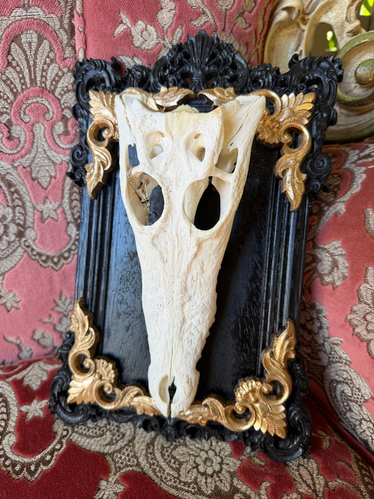GOLD LEAF - crocodile skull curio with permit