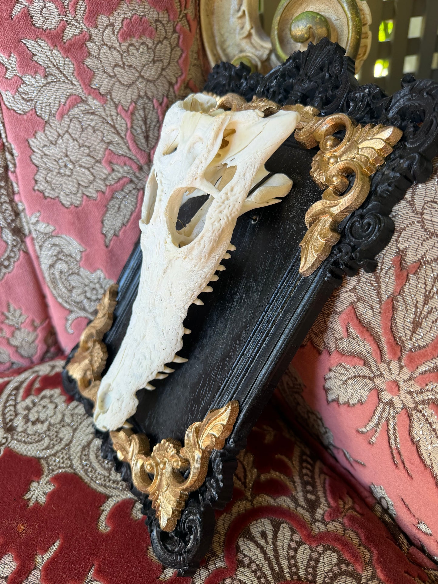 GOLD LEAF - crocodile skull curio with permit