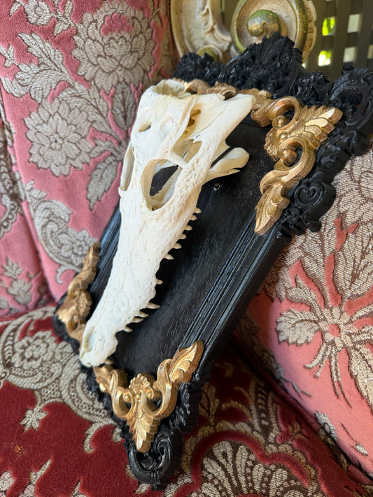 GOLD LEAF - crocodile skull curio with permit