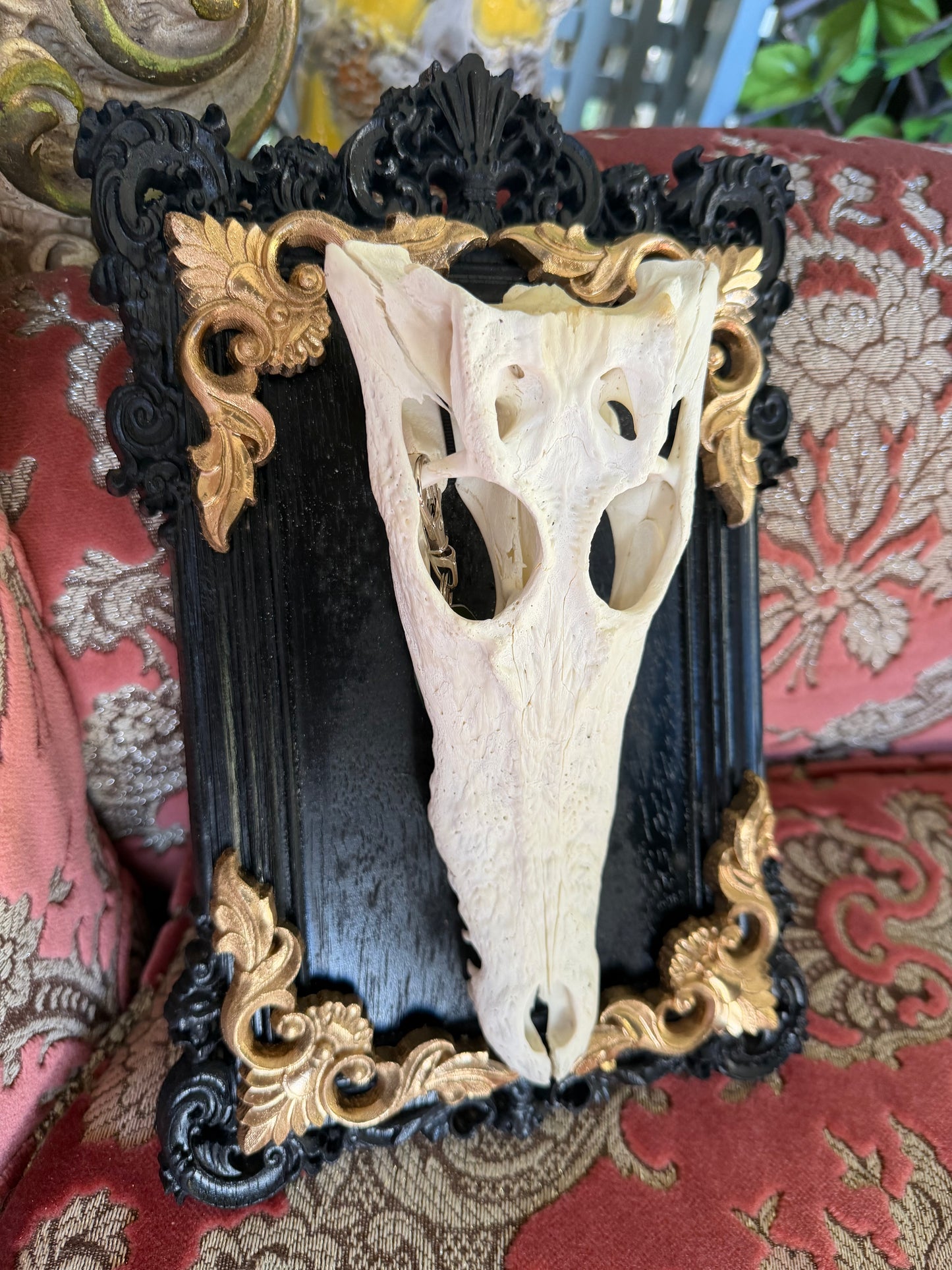 GOLD LEAF - crocodile skull curio with permit